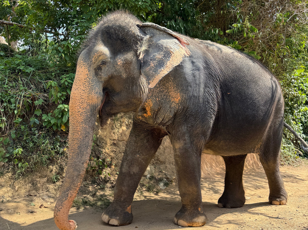 Hidden Forest Elephant Reserve-查龙必去景点