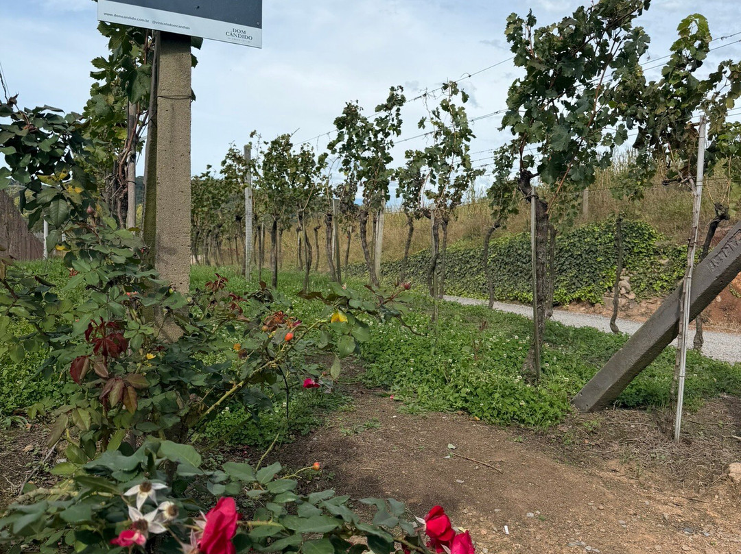 Vinicola Dom Cândido-本图贡萨尔维斯必去景点