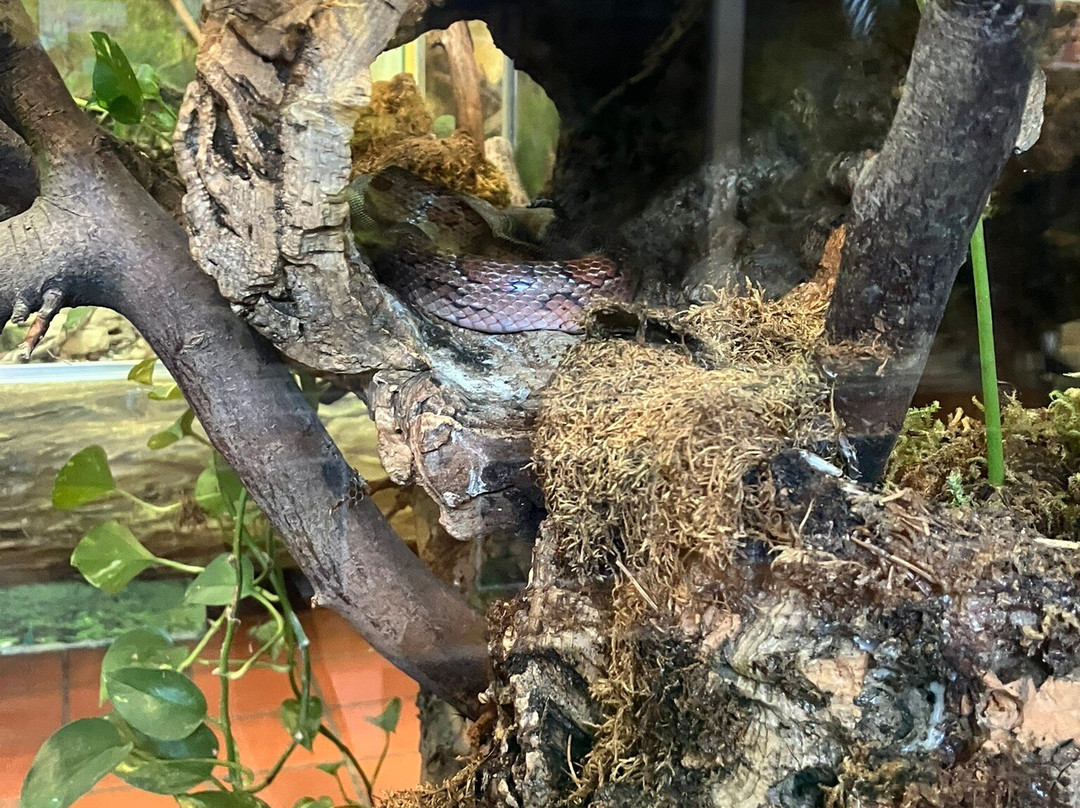 Reptilienzoo Happ-卡拉根渡口必去景点