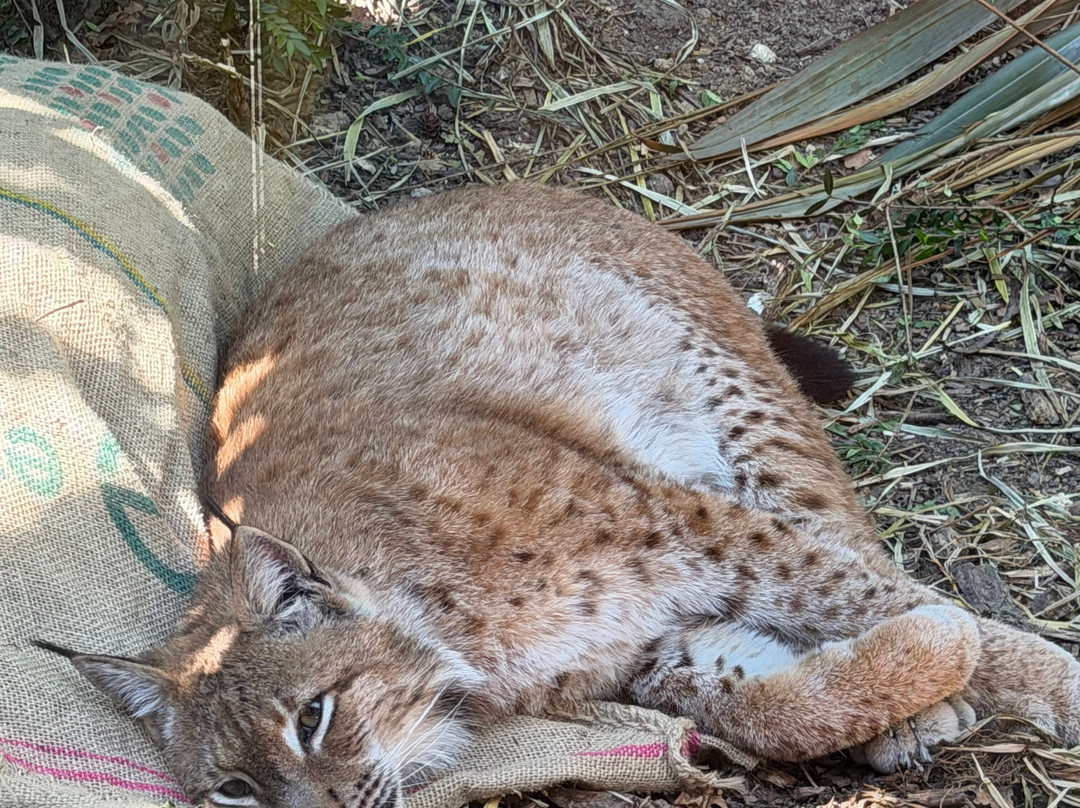The Big Cat Sanctuary-Smarden必去景点