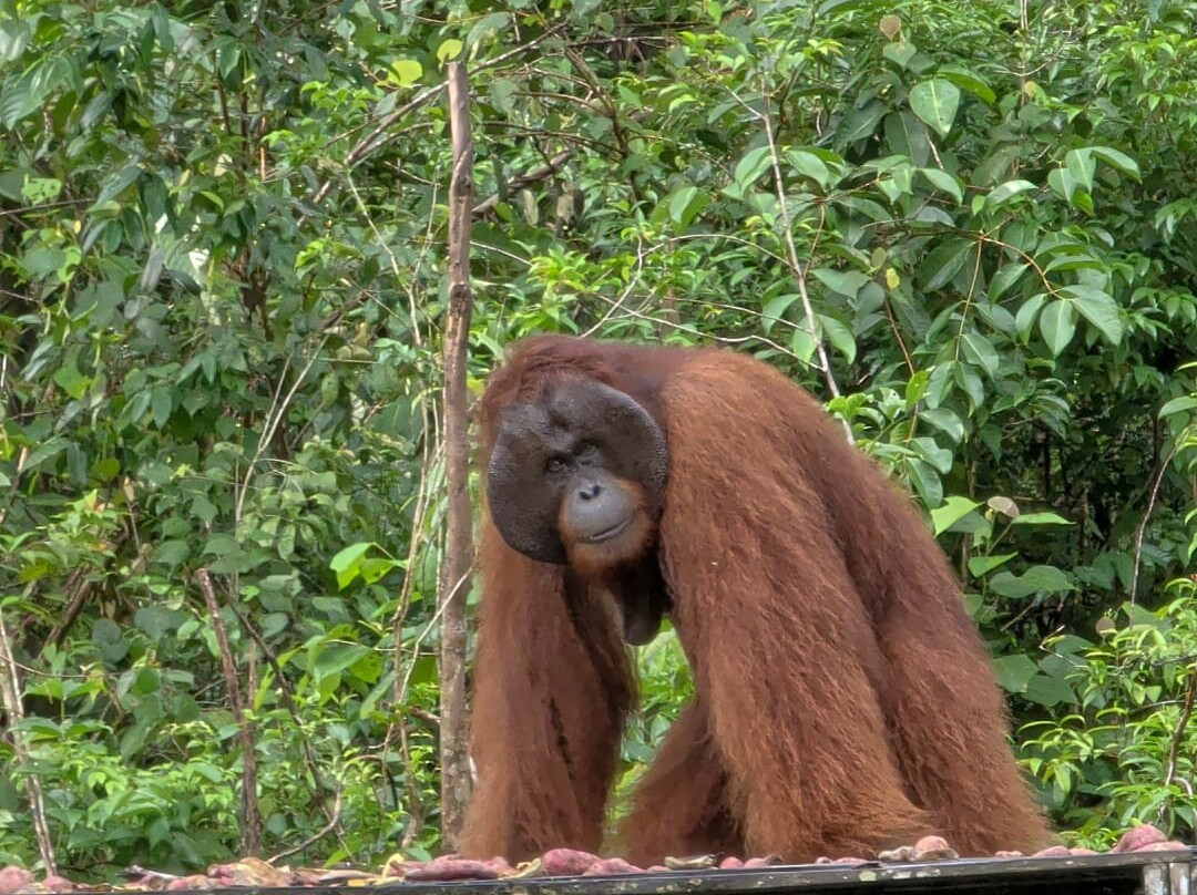 Guia En Borneo-Pangkalan Bun必去景点