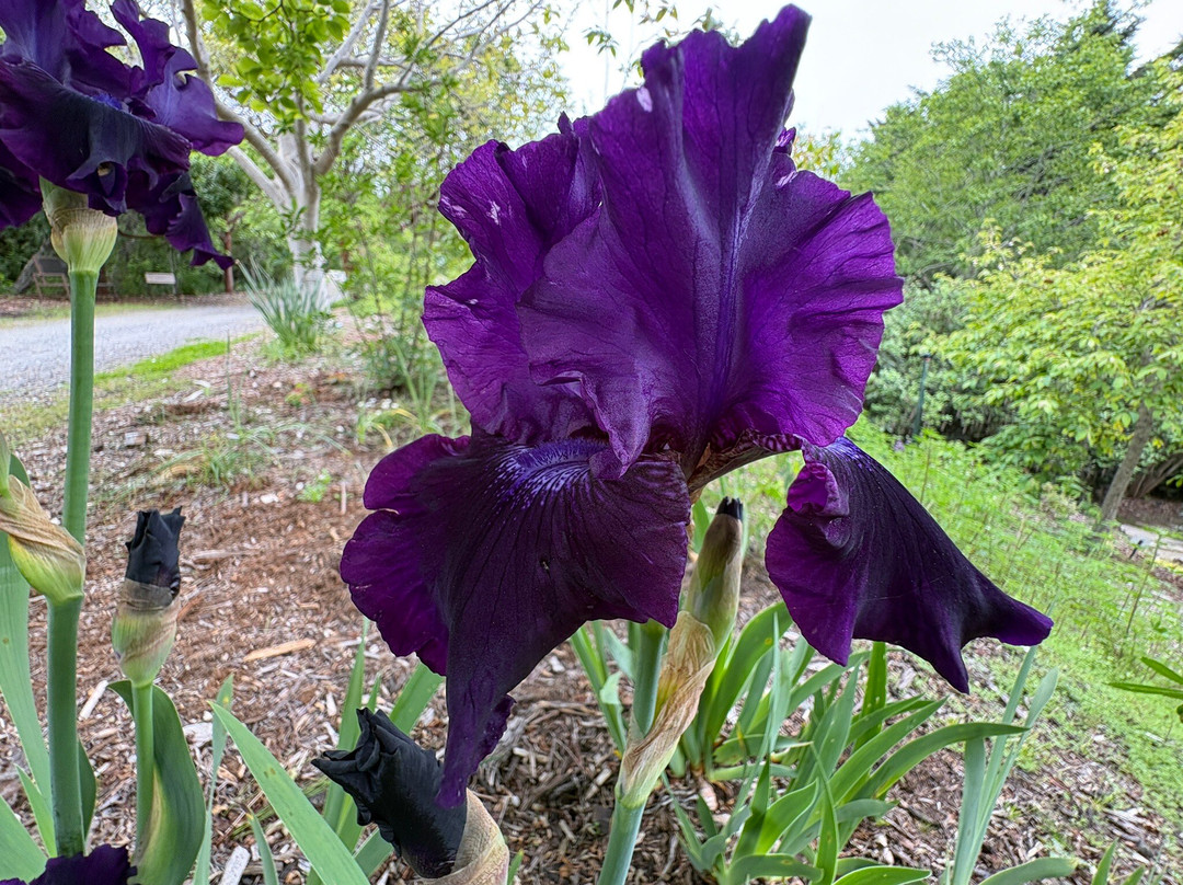 Humboldt Botanical Garden-尤里卡必去景点
