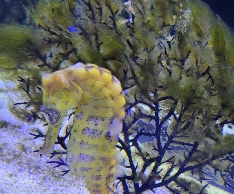 AquaRio-里约热内卢必去景点