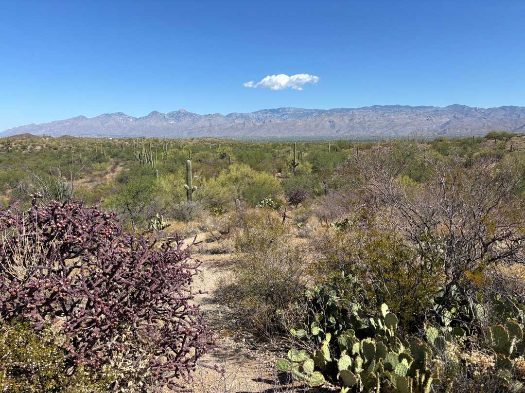 Saguaro National Park-图森必去景点