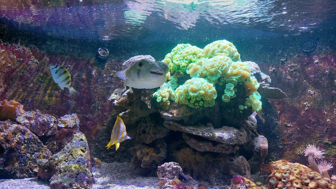 Muséum-Aquarium de Nancy-南锡必去景点