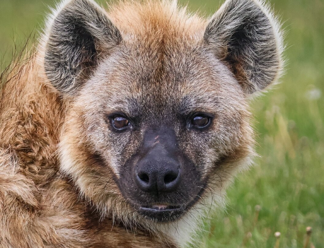 Wolds Wildlife Park-Horncastle必去景点