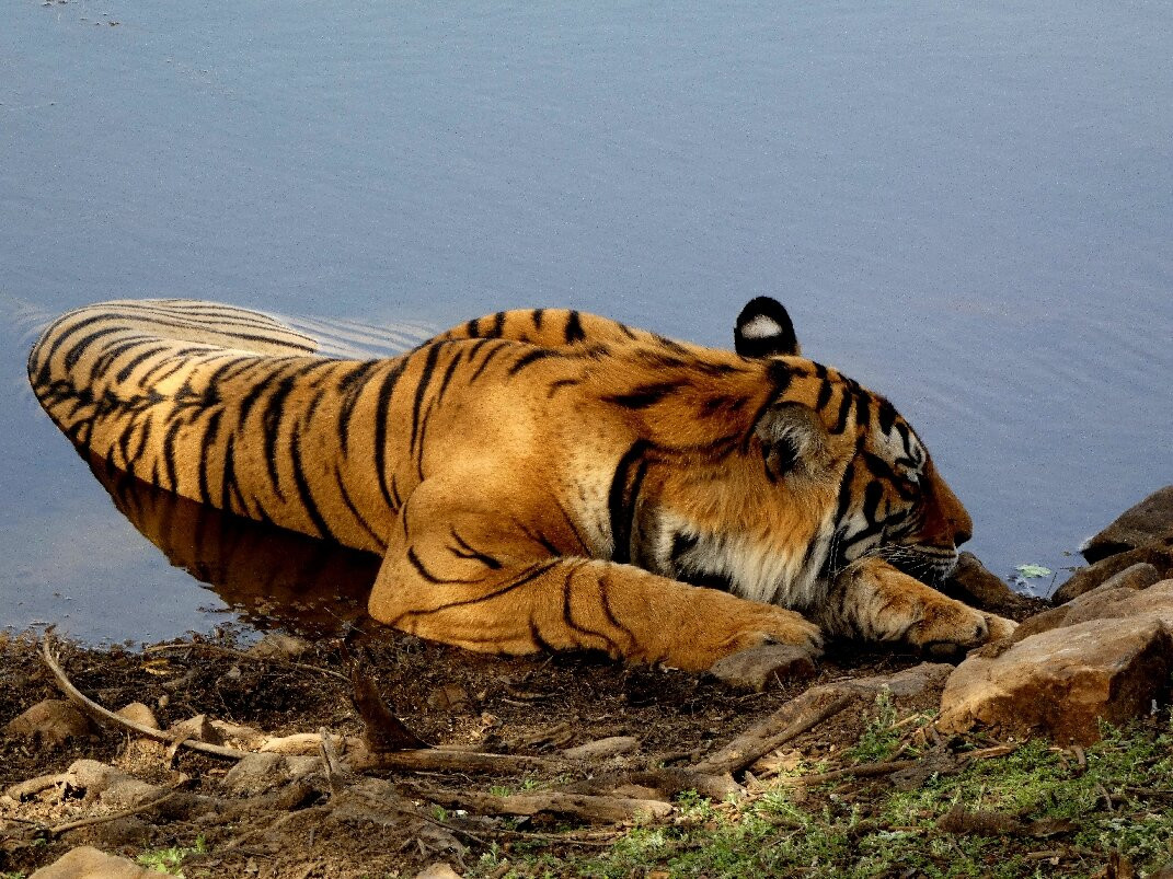 Ranthambore Tiger Safari-瑟瓦伊马托布尔必去景点