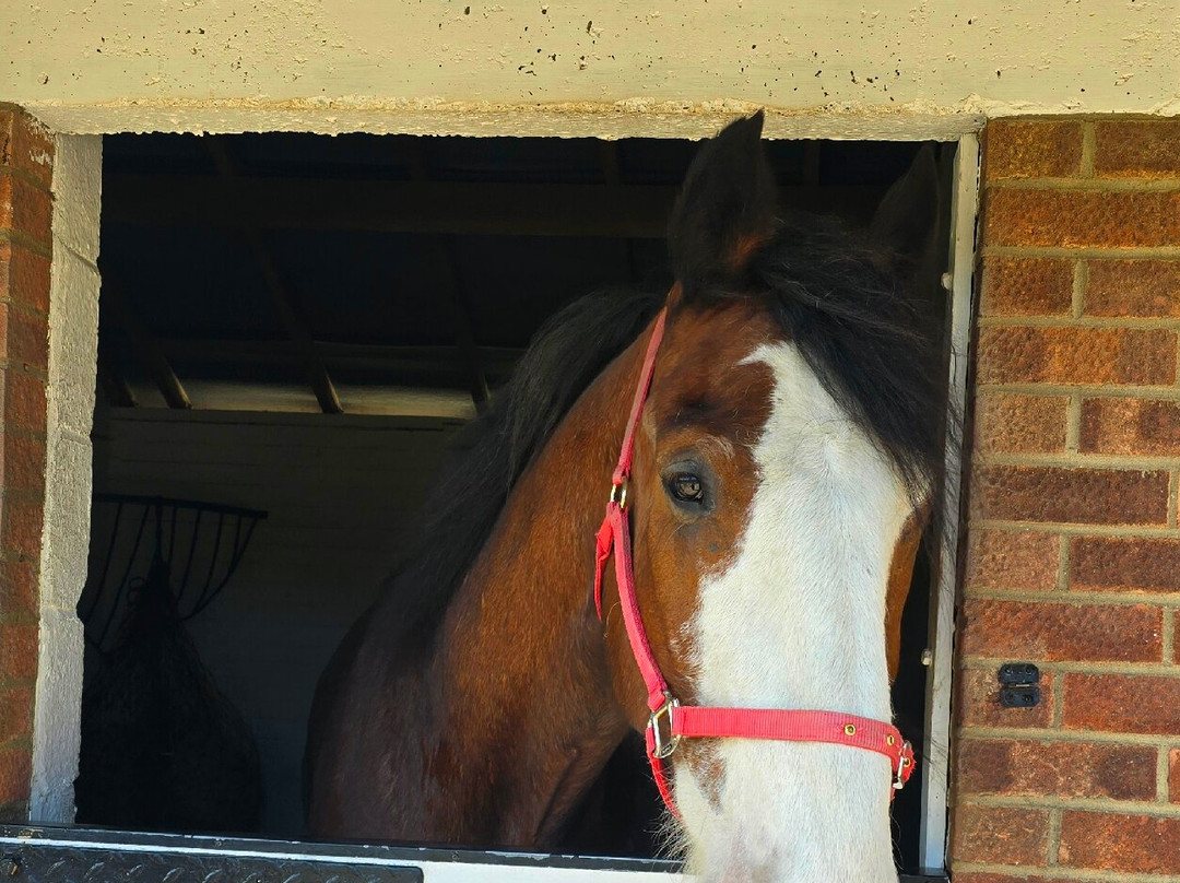 Hillside Shire Horse Sanctuary-West Runton必去景点