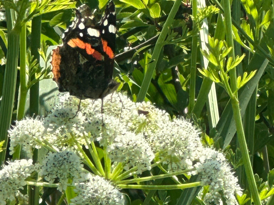 RSPB Weymouth Wetlands at Radipole Lake Nature Reserve-韦茅斯必去景点