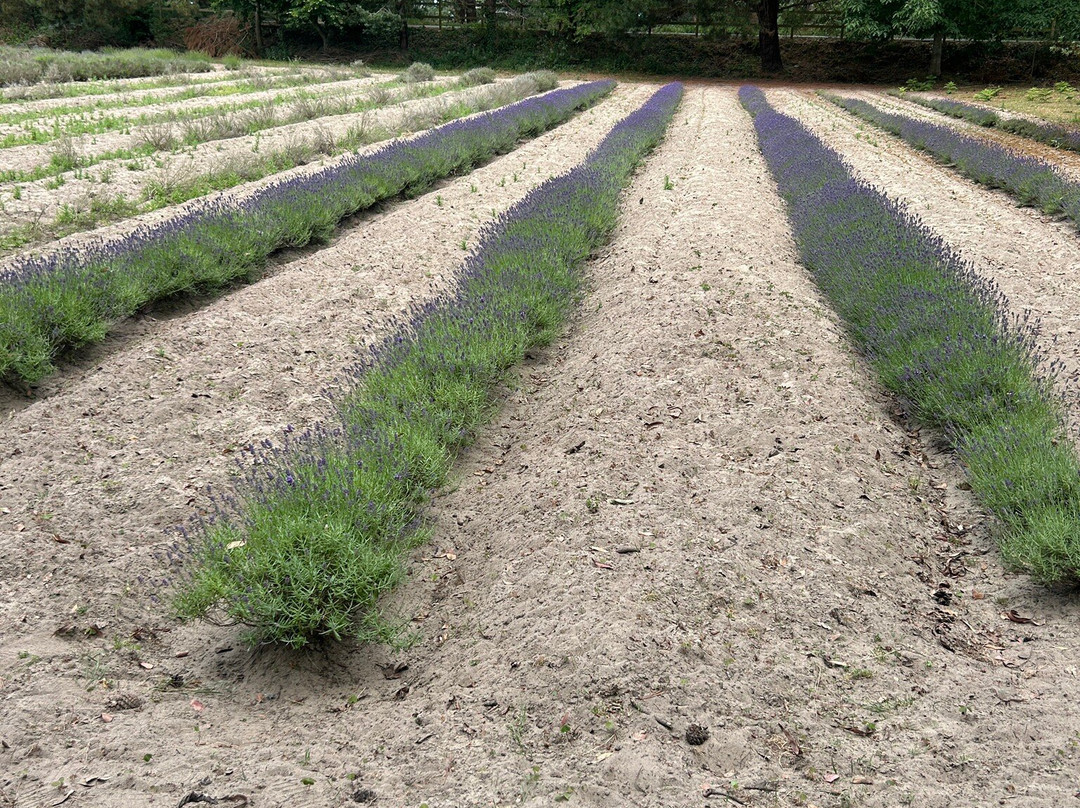 Jersey Lavender Farm-圣布雷拉德必去景点