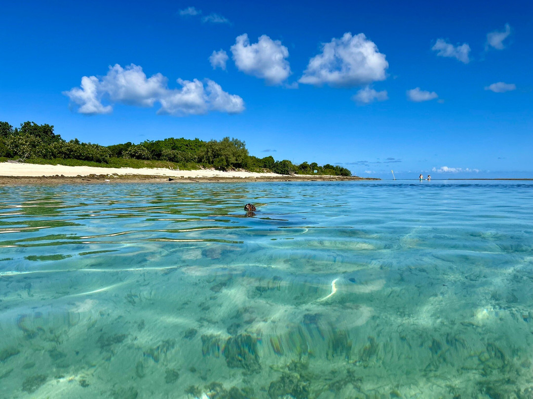 Signal Island