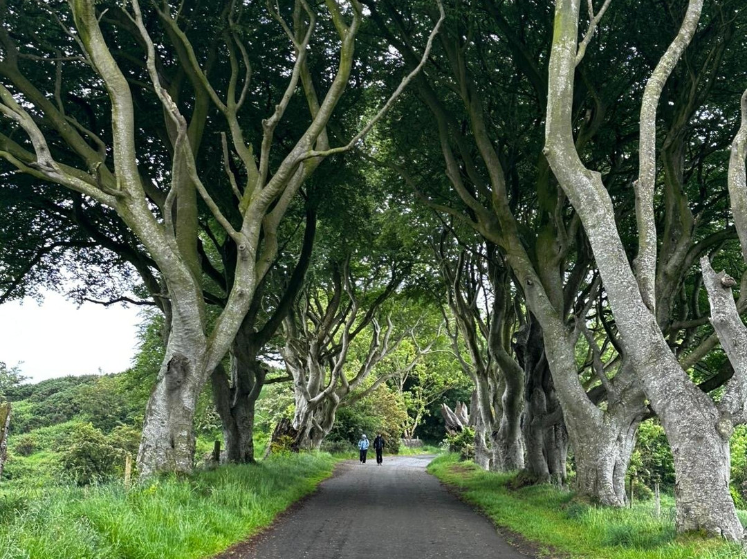 The Dark Hedges-巴利马尼必去景点