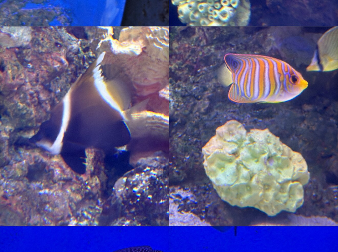 Cebu Ocean Park - Cebu-宿雾市必去景点