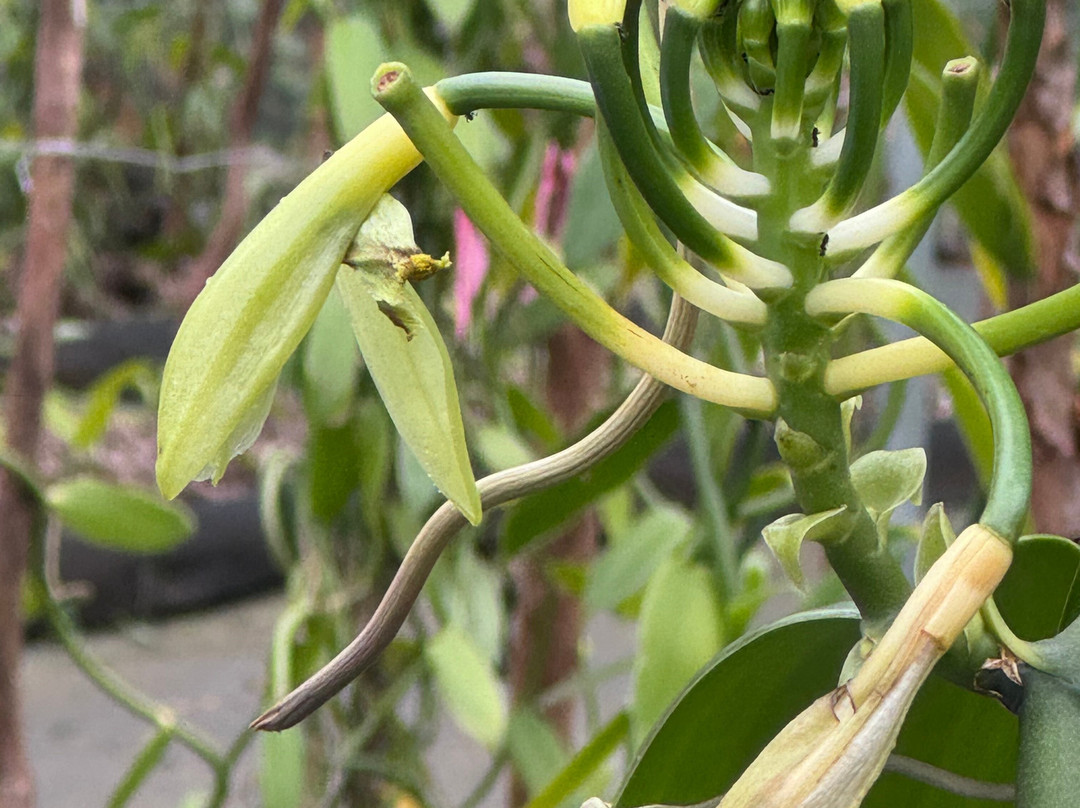 Hawaiian Vanilla Company-帕奥伊洛必去景点