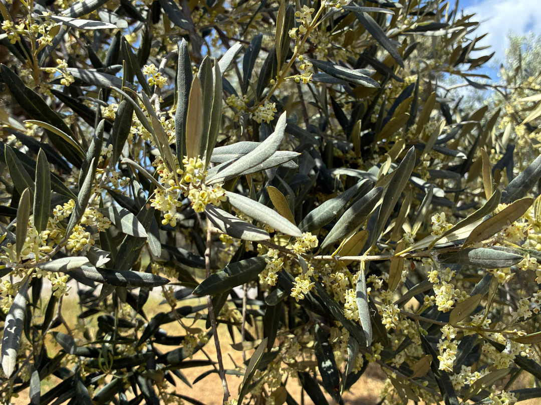 socrates olive oil tasting-Itea必去景点