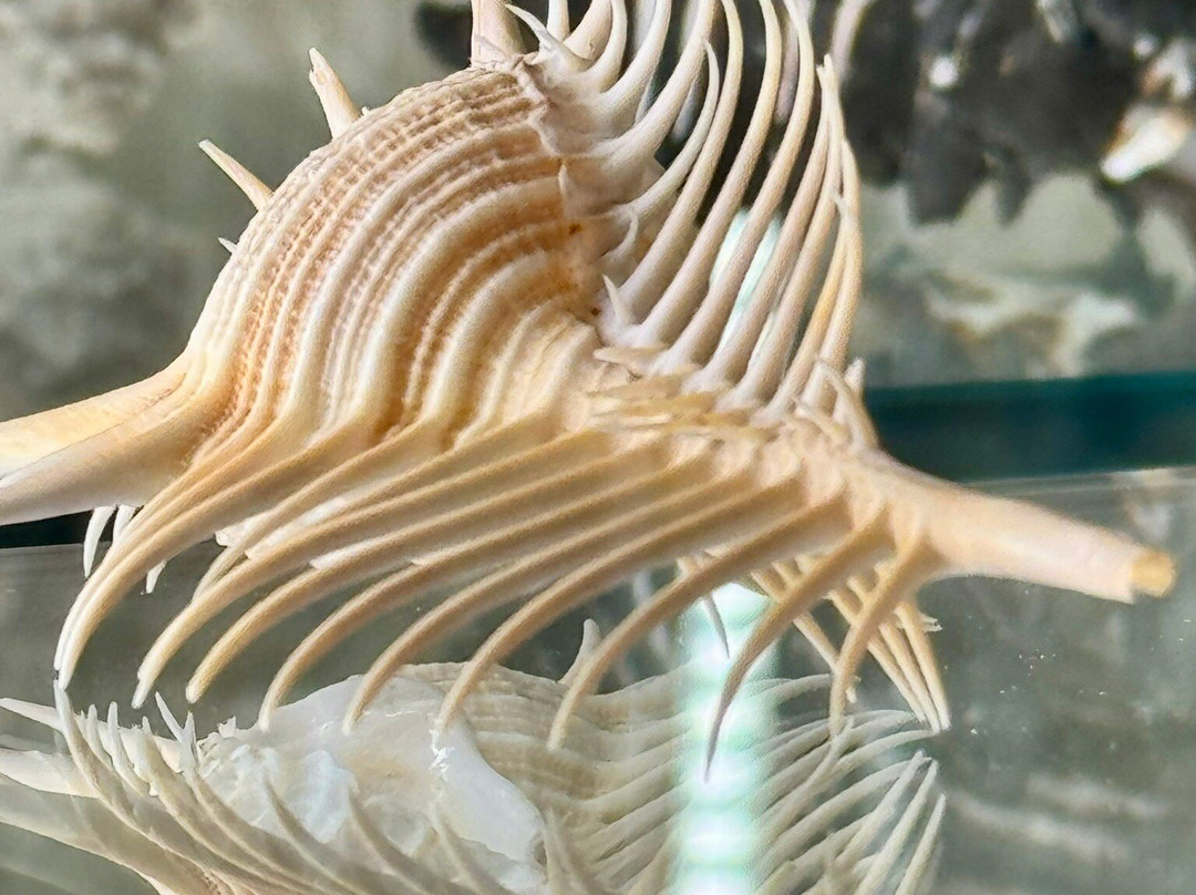 Shells Museum Malakoloski Muzej-玛卡沙必去景点