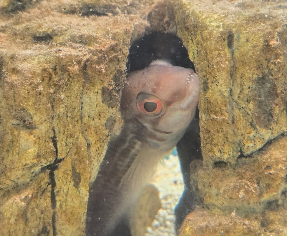 Lyme Regis Marine Aquarium-莱姆里杰斯必去景点