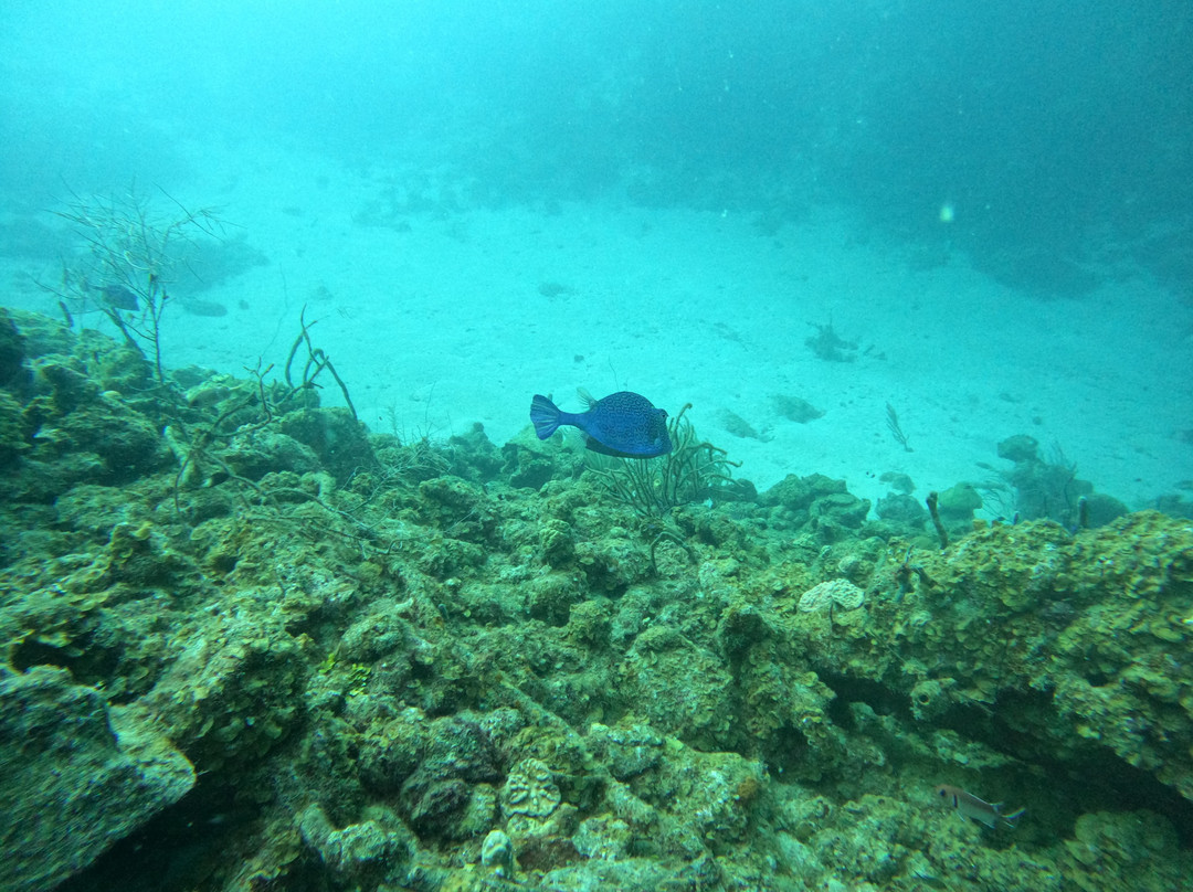 Duik op Curacao-威廉斯塔德必去景点