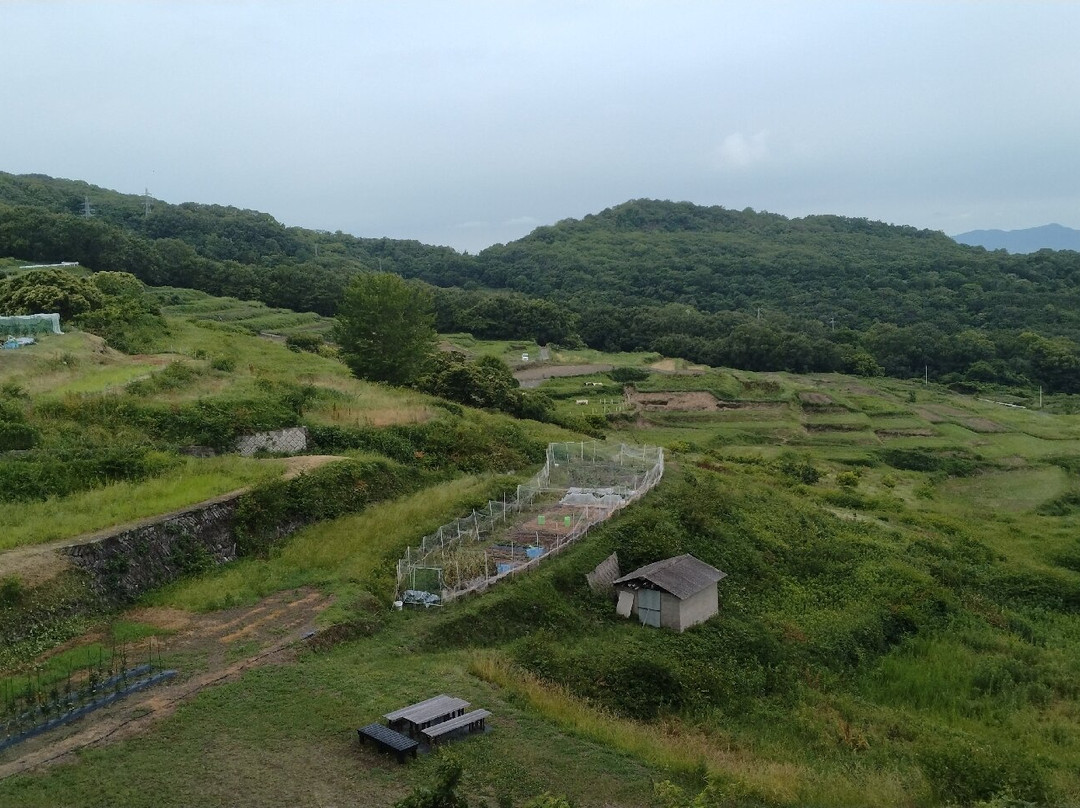 Teshima Terraced Rice Field Project-Teshima必去景点
