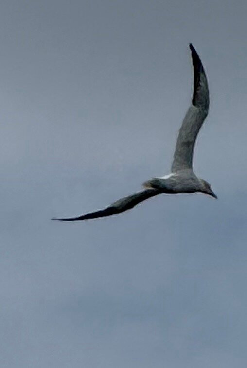 Eyemouth Rib Trips-Eyemouth必去景点