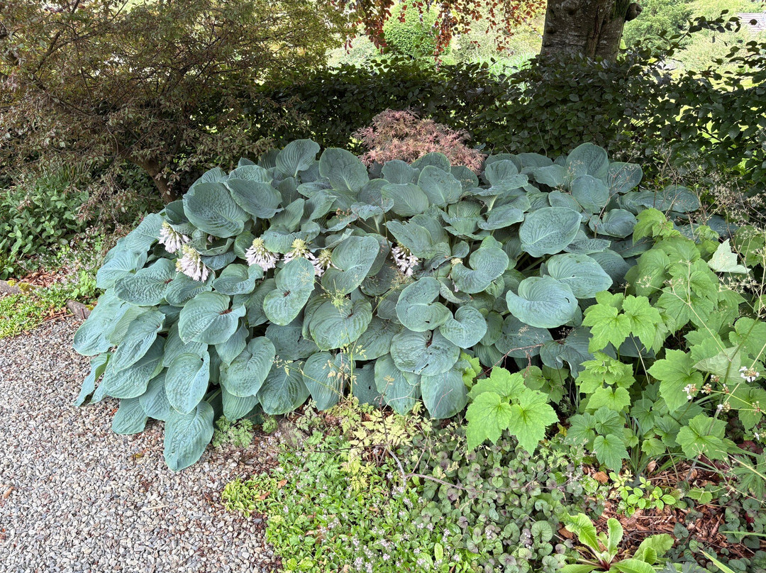 Cae Hir Gardens-Cribyn必去景点