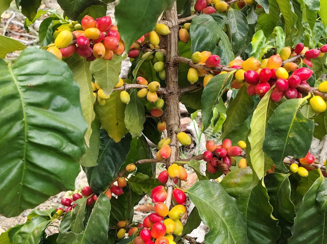 Vilcaroma Coffee-Vilcabamba必去景点