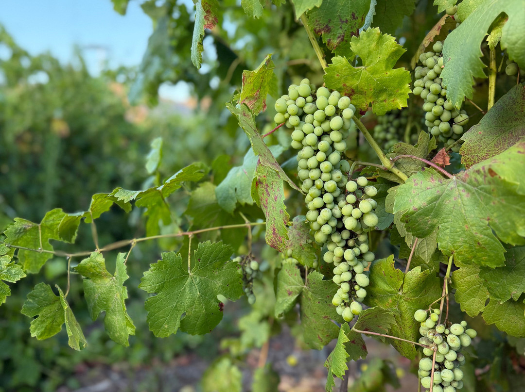 Belle Marie Winery-埃斯孔迪多必去景点