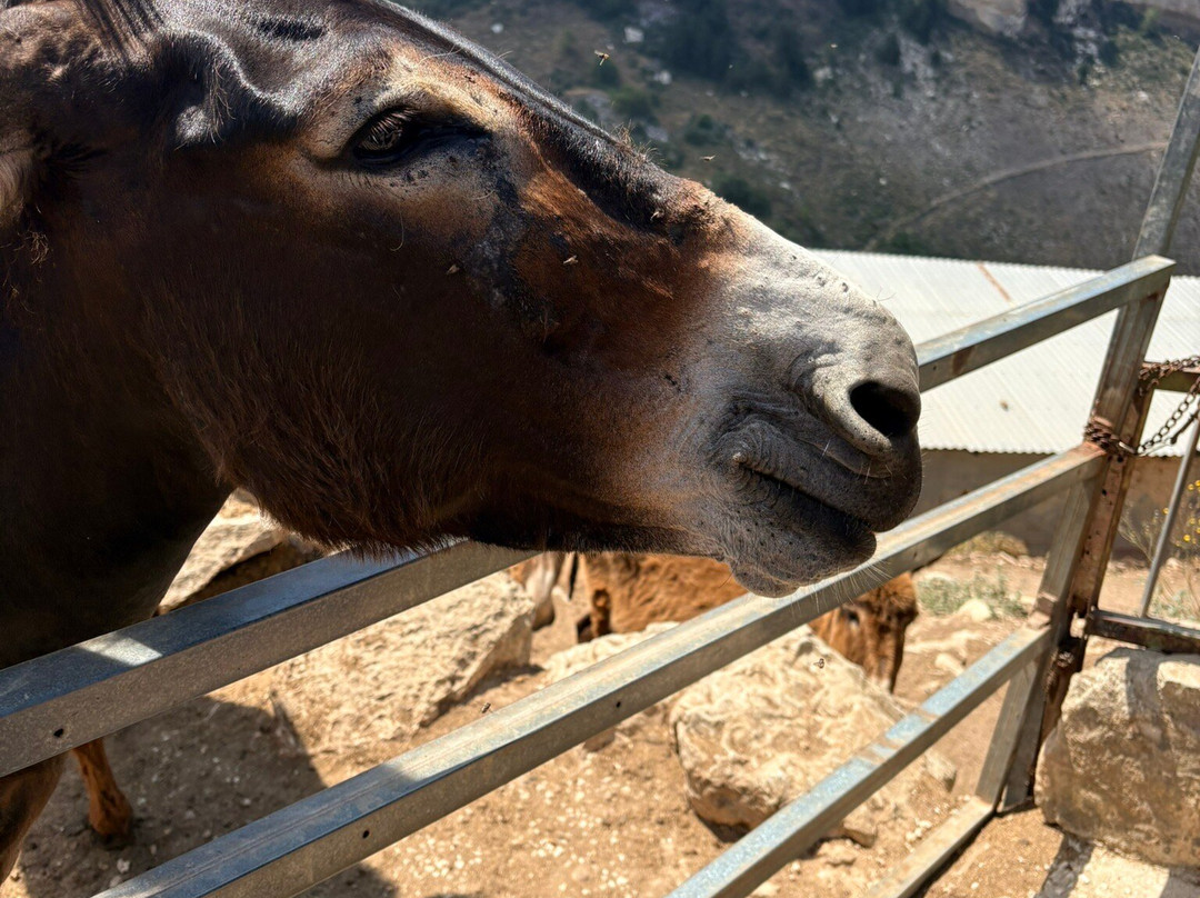 Trakkos Donkey Farm-卡西卡斯必去景点