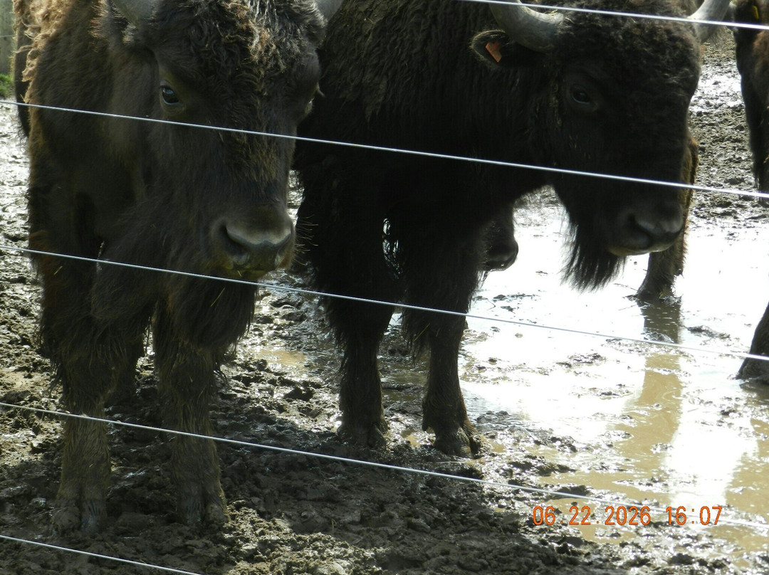 White Oaks Bison Farm-Rochester必去景点