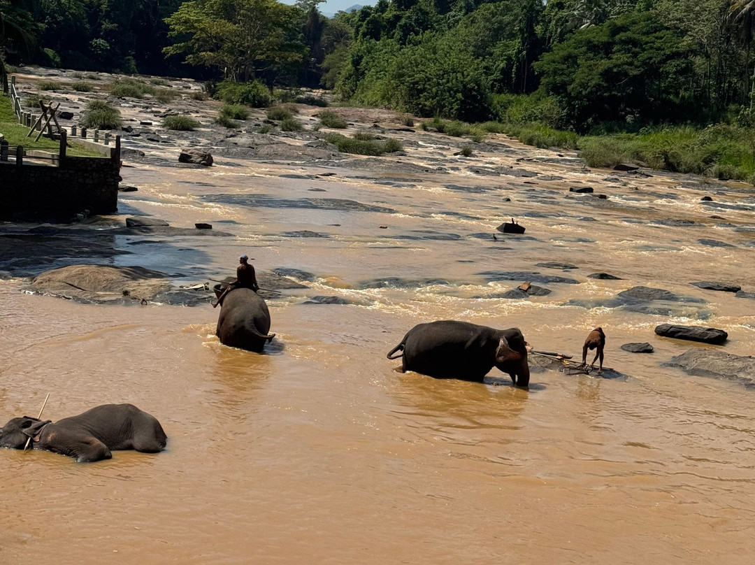 Guide in Sri Lanka Rathu & Olga Tours-贝卢瓦拉必去景点