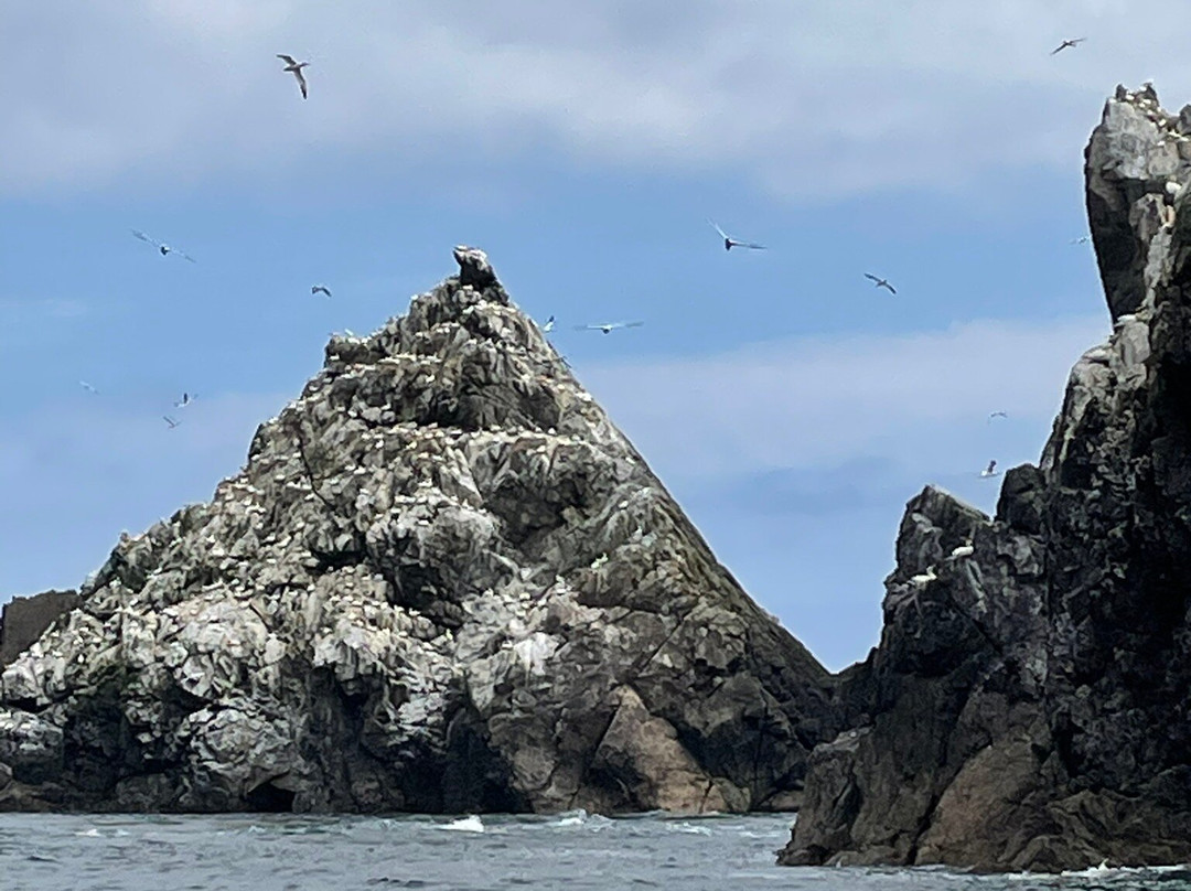 Alderney Wildlife Trust - Seabirds Boat Trip-Alderney必去景点