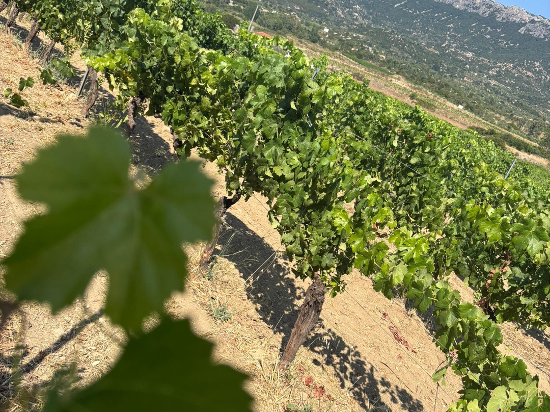 Wine Tasting Berritta-Dorgali必去景点
