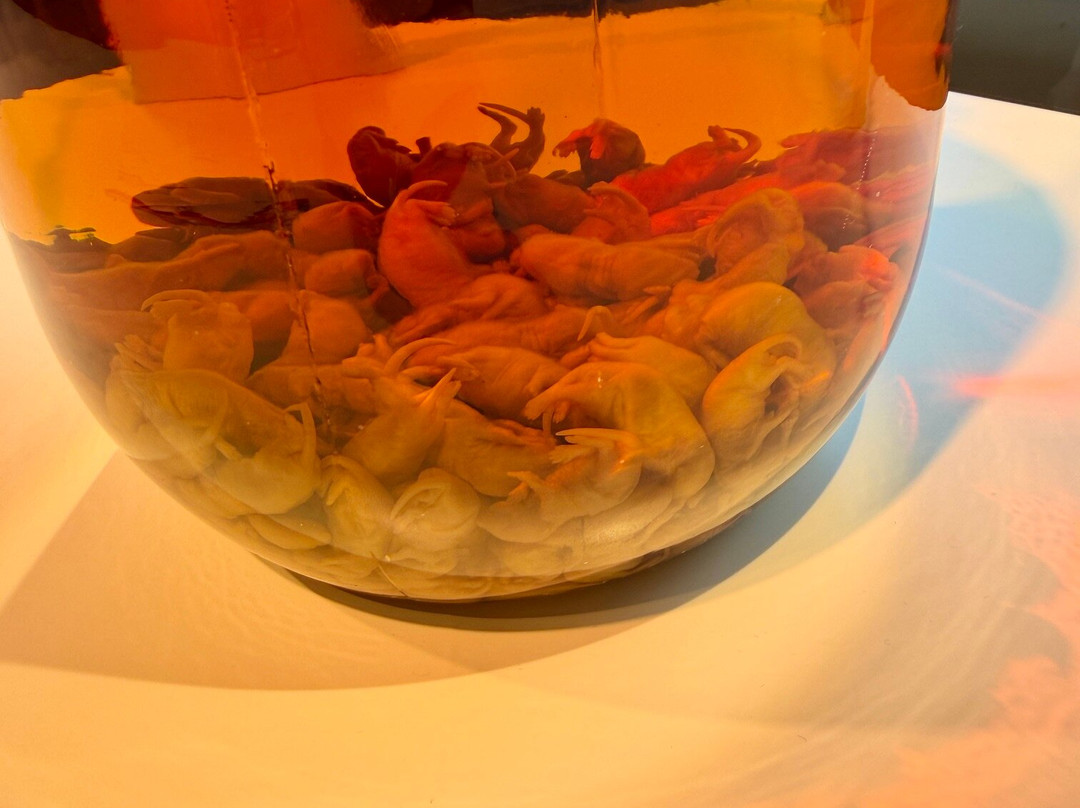 Disgusting Food Museum-马尔默必去景点