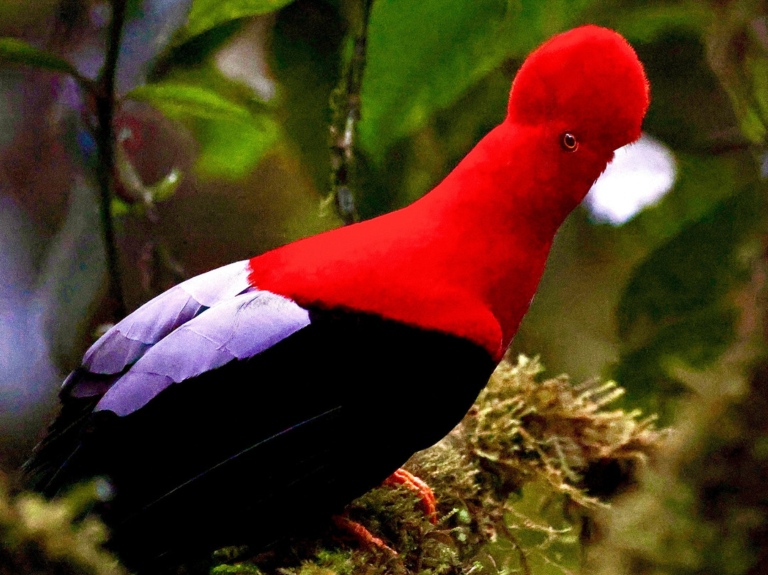 Ecuador Birds Tours-基多必去景点