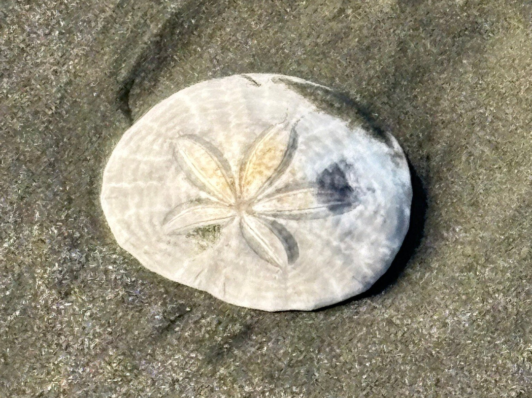 新月海滩汽车旅馆主图