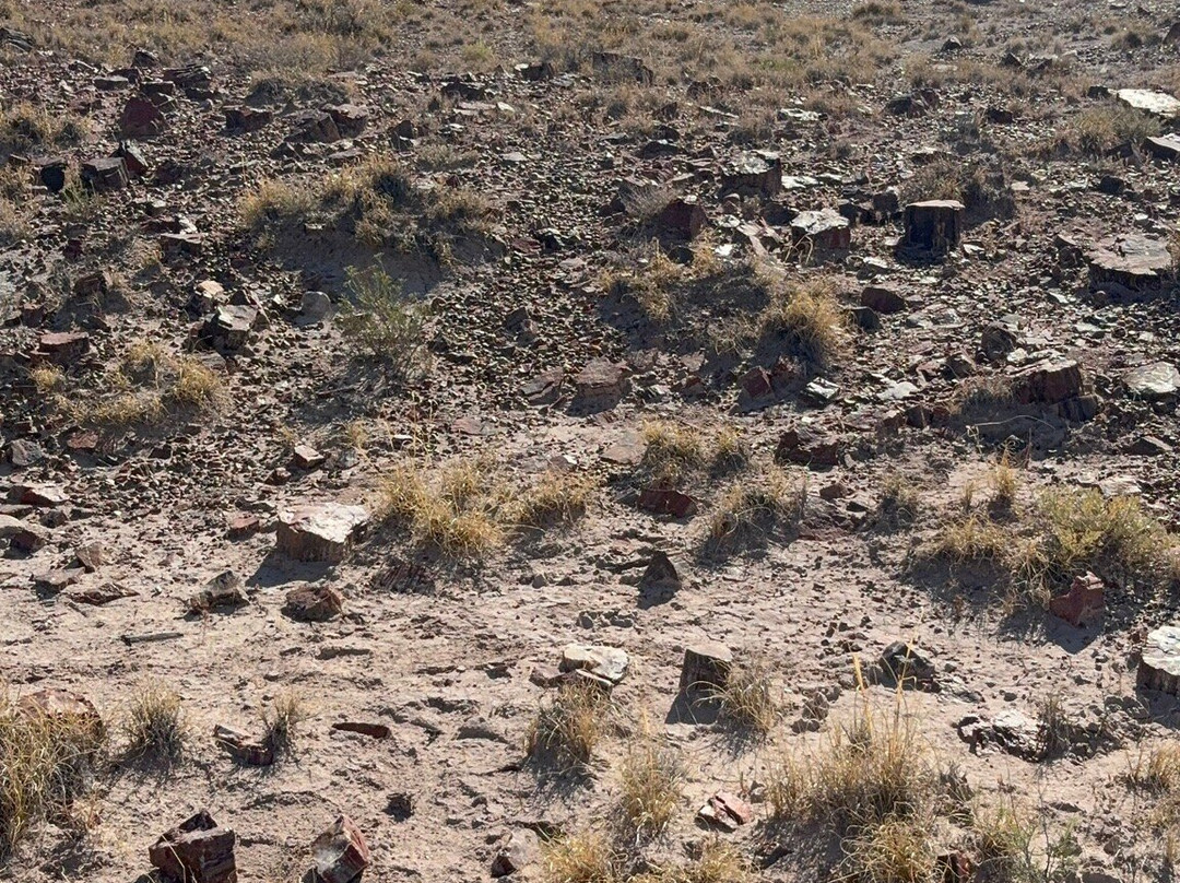 Petrified Forest National Park-霍尔布鲁克必去景点