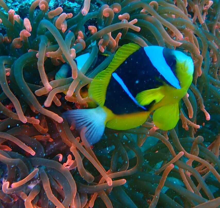 Pemba Dive Center-Makangale必去景点