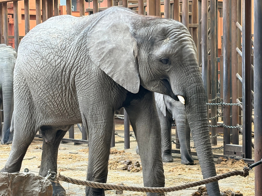 Beekse Bergen Safari Park-希尔法伦贝克必去景点
