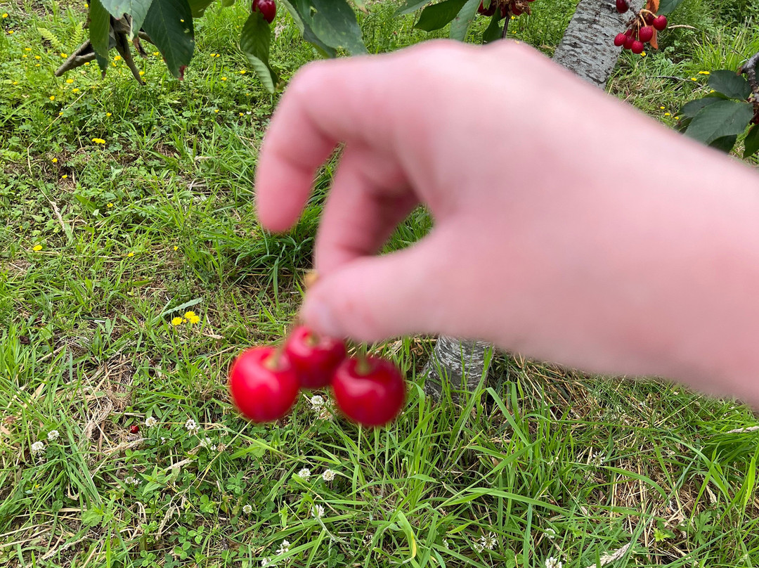 Wester Hardmuir Fruit Farm-奈恩必去景点