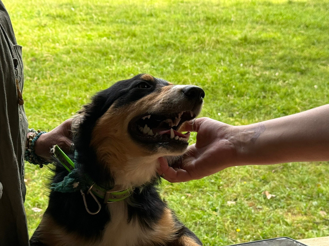 Kilkenny Sheepdog Experience