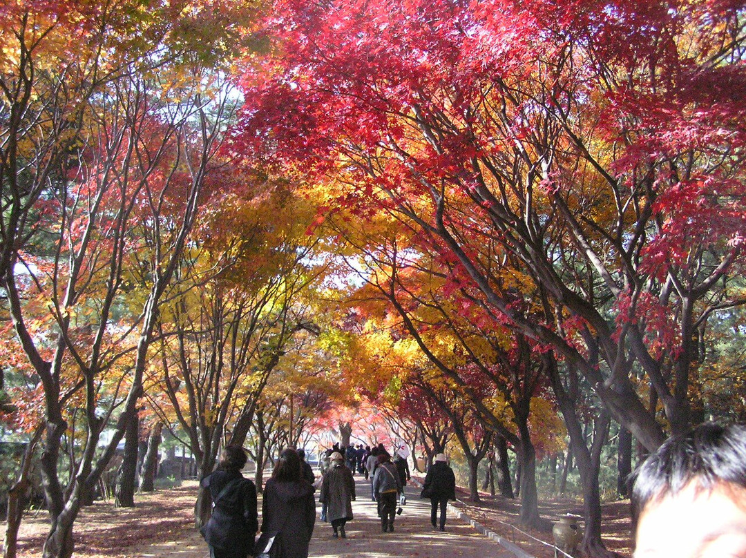 Daereungwon Tomb Complex-庆州市必去景点