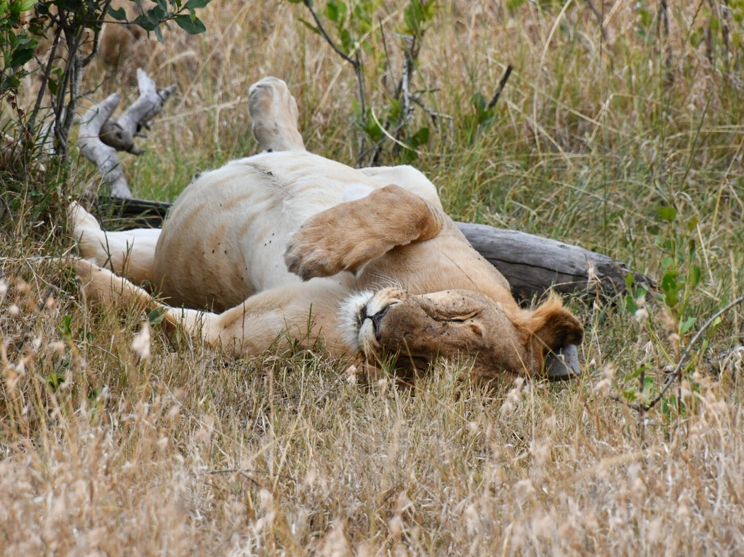 Ol Pejeta Conservancy-Laikipia County必去景点