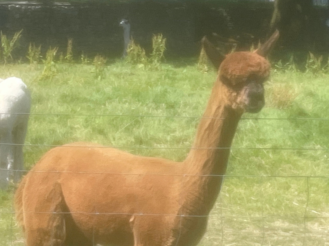 Bardsea Alpacas And Llamas-Bardsea必去景点