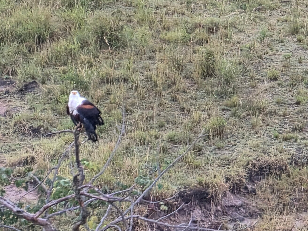 Adventures Aloft Balloon Safari Tanzania-Ikoma必去景点
