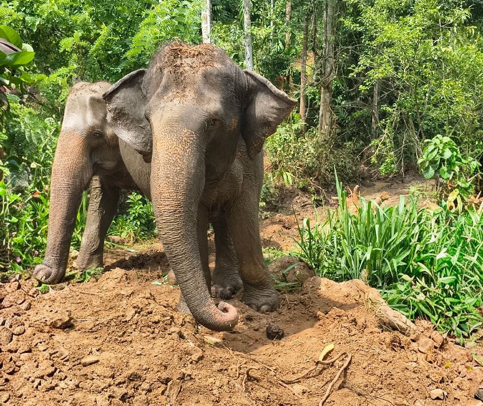 Elephant Freedom Project-凯格勒 必去景点