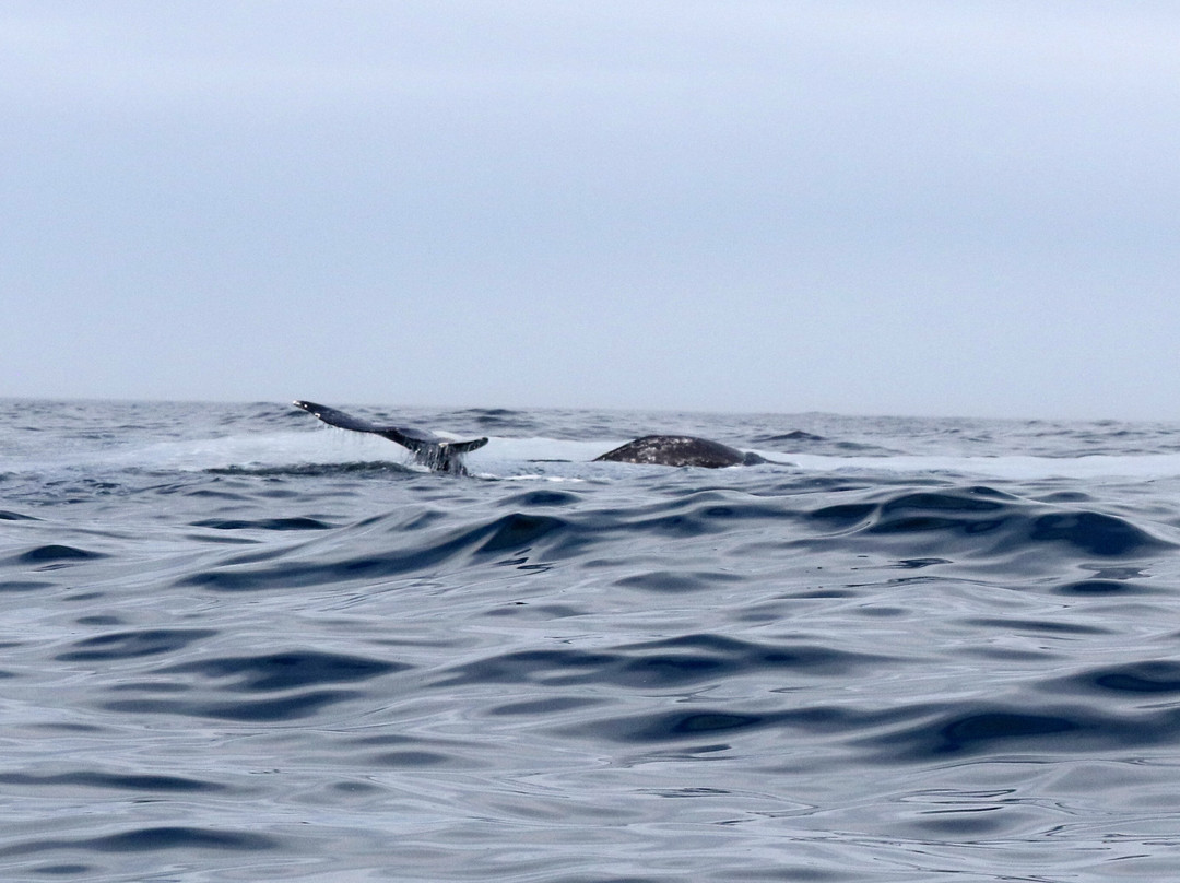 Whale Research EcoExcursions-Depoe Bay必去景点