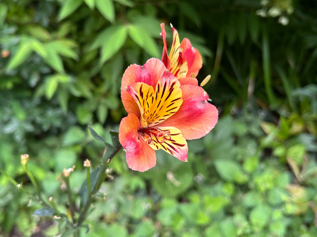 Jardin d'Atmosphere du Petit Bordeaux-罗亚尔河大区必去景点