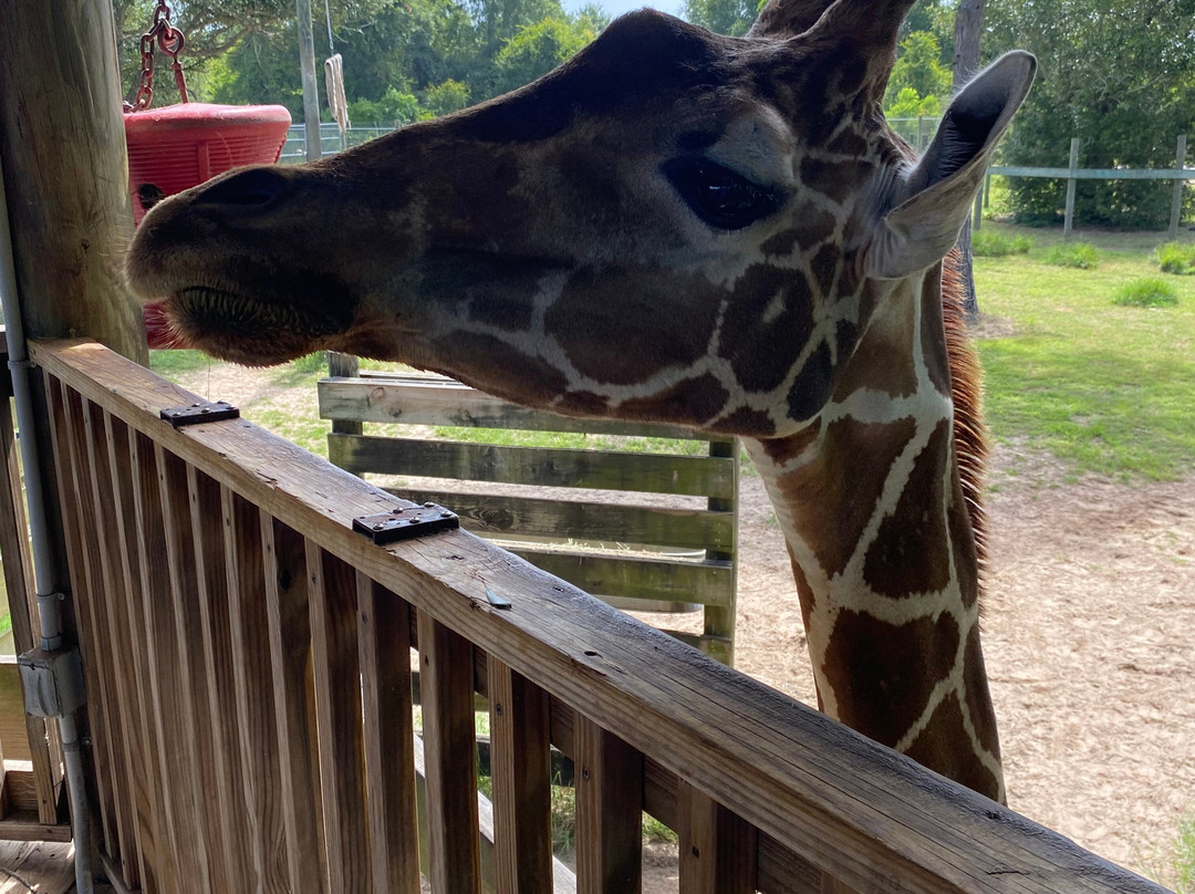 Alabama Gulf Coast Zoo-格尔夫海岸必去景点