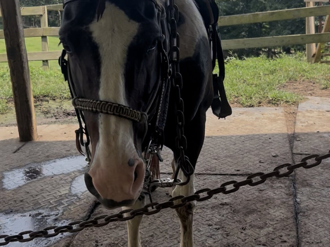 Blanche Manor Horseback Riding-Copperhill必去景点