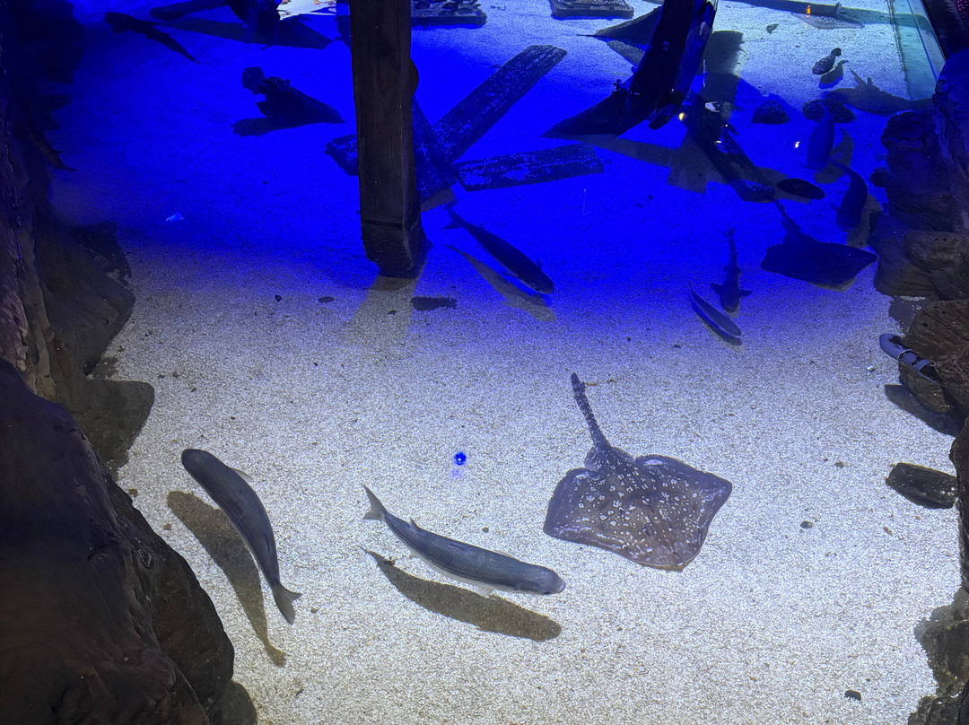 Sea Life Blankenberge-布朗肯堡必去景点